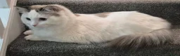 Ragdoll cats for sale: Male Ragdoll Cat - Handsome & Friendly - Advert 5