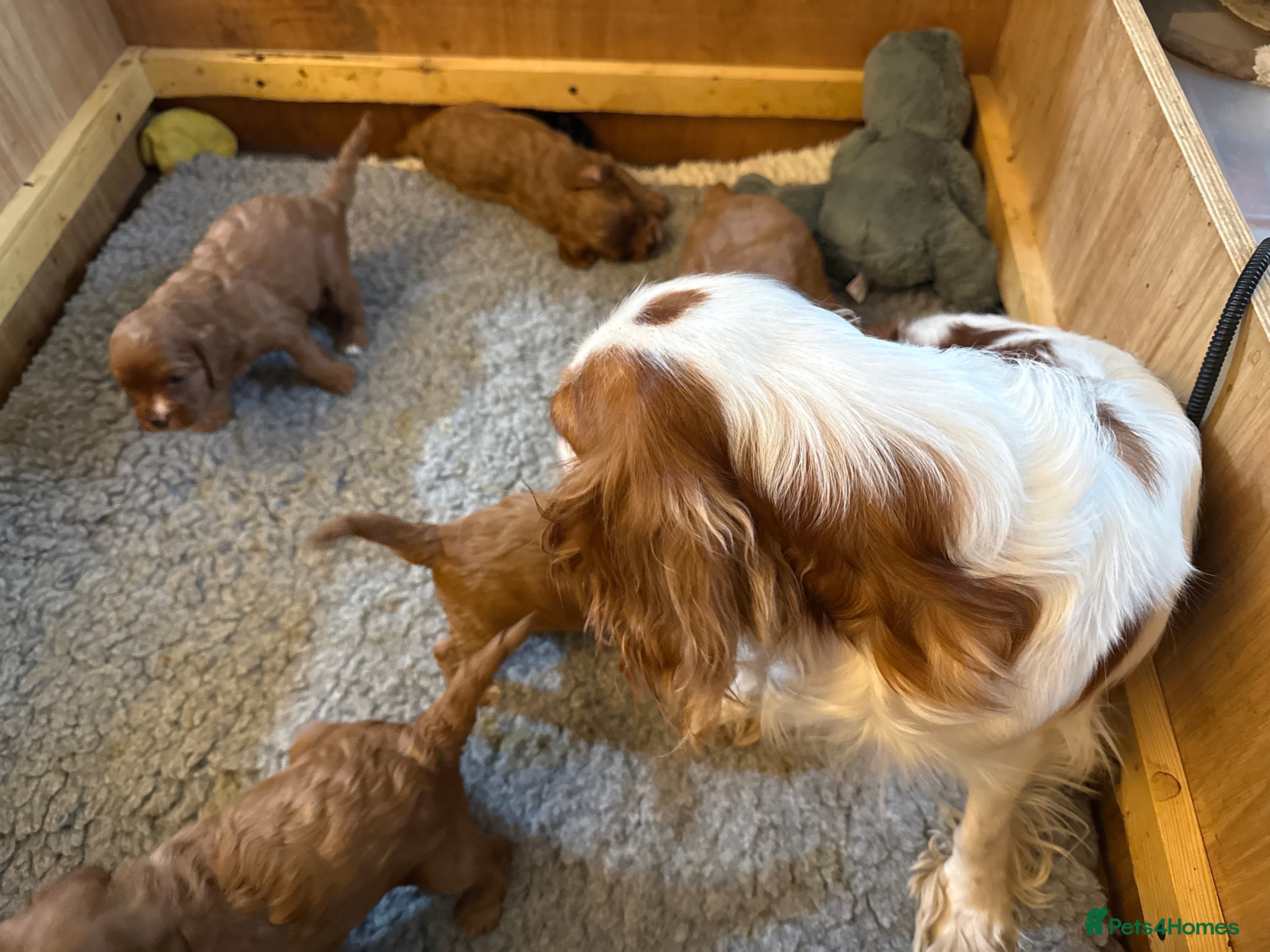 Cavapoo dogs F1 Red Toy Cavapoo puppies  - Advert 9