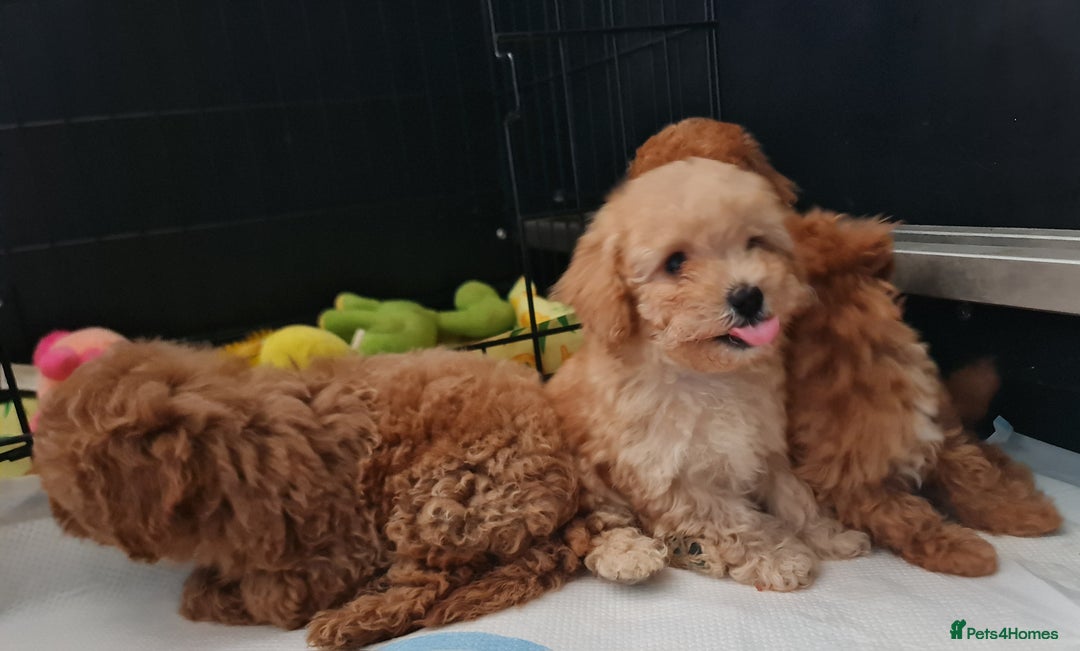 Toy Poodle dogs for sale: Tiny kc Russian background toy poodle poppies  - Image 17