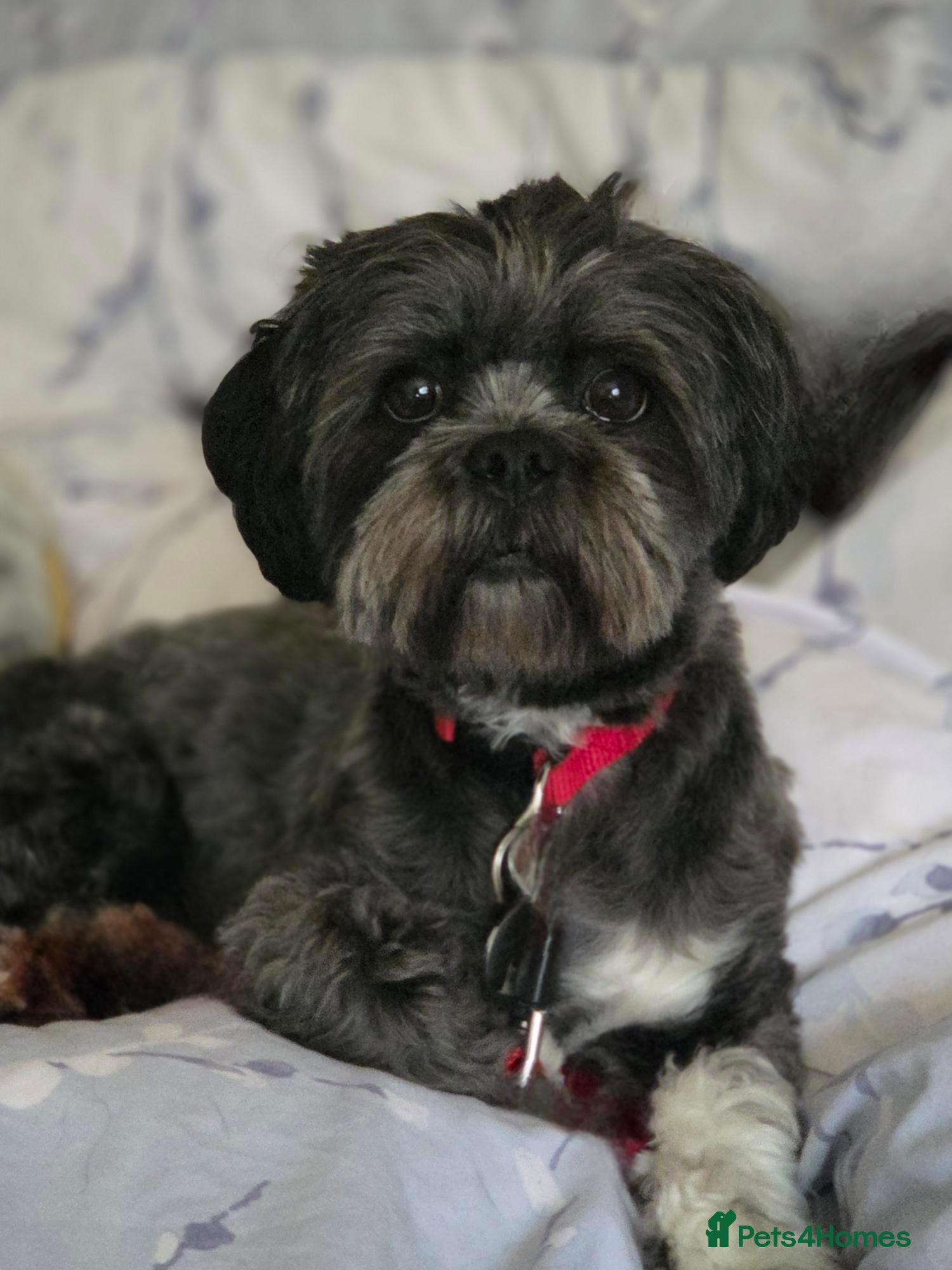 Lhasa Apso dogs Special dog needs special home - Advert 3