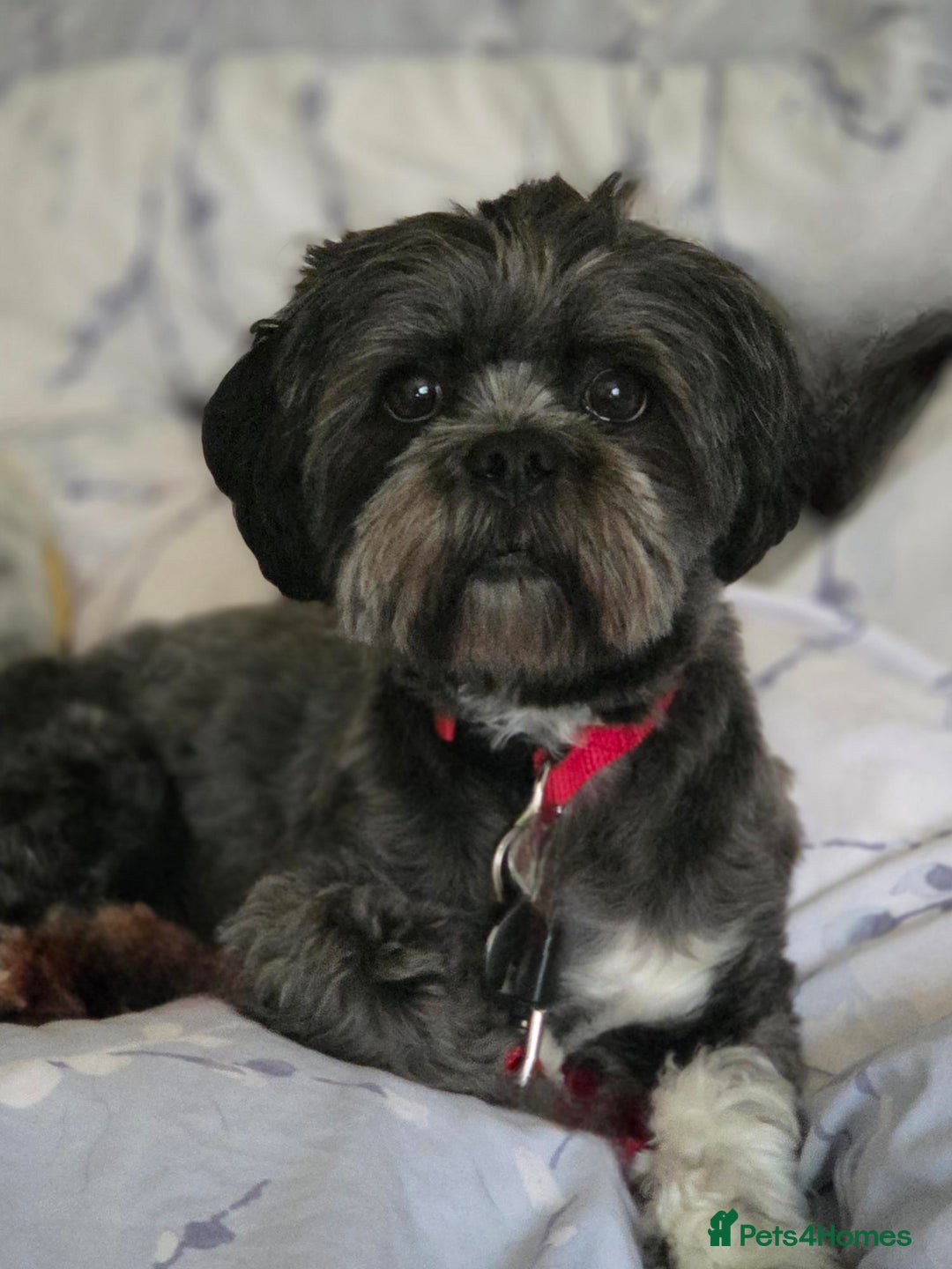 Lhasa Apso dogs for adoption: Special dog needs special home - Advert 1