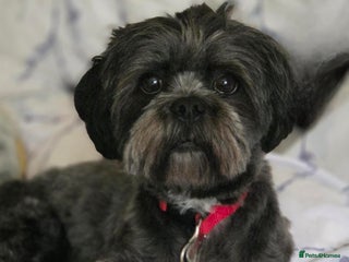 Lhasa Apso dogs Special dog needs special home - Advert 1
