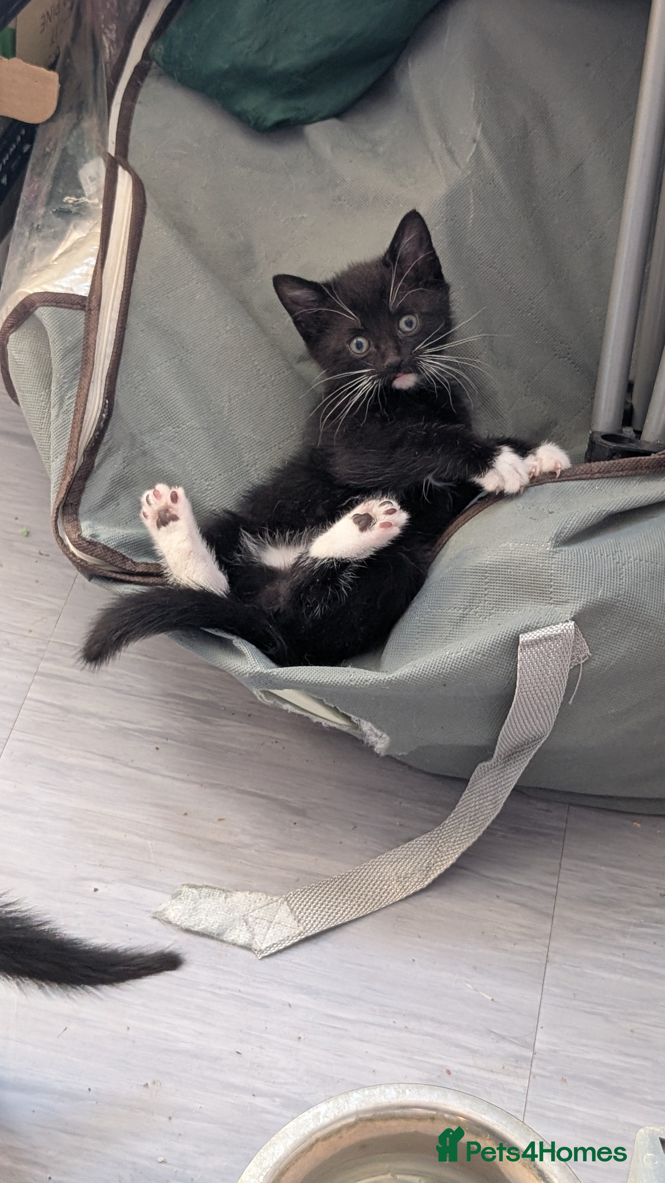 Mixed Breed cats Kittens ready in 3 weeks  - Advert 15