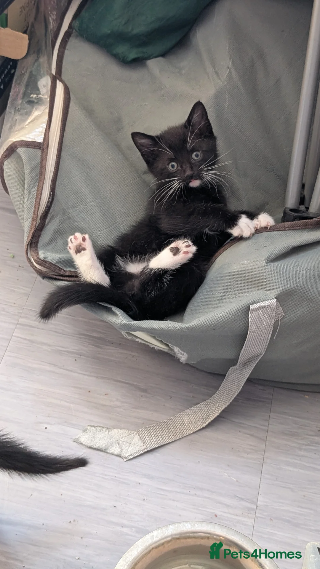 Mixed Breed cats for sale: Kittens ready in 3 weeks  - Advert 1