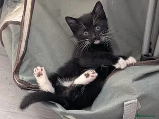 Mixed Breed cats Kittens ready in 3 weeks - Advert 1