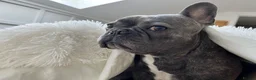 French Bulldog dogs for sale: Rehoming my beloved French bulldog George - Advert 7