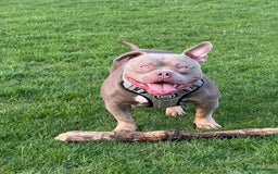 American Bully dogs for stud: American bully ready to be studded  - Image 2