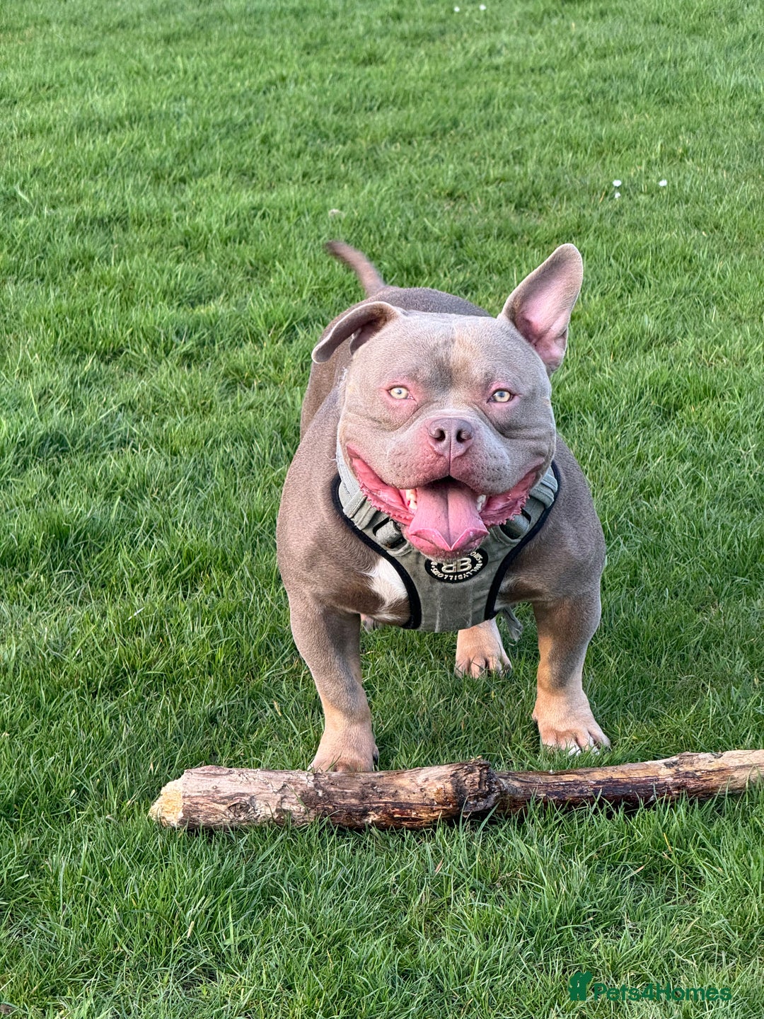 American Bully dogs for stud: American bully ready to be studded  - Image 2