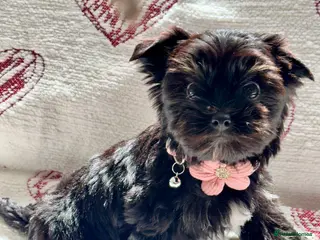 Biewer Terrier dogs Biewer Yorkshire Terrier | 5⭐ Licensed | DNA - Advert 5