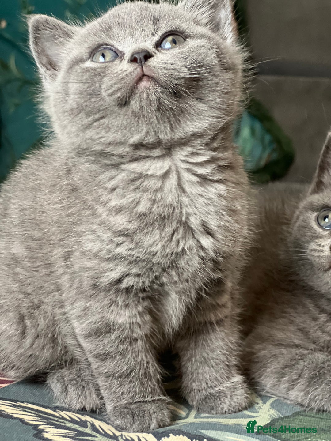 British Shorthair cats for sale: Beautiful British Shorthair Kittens Home Raised  - Advert 7