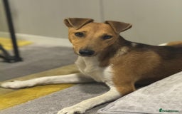 Fox Terrier dogs for adoption: Beautiful Rusty needs a home - Image 1
