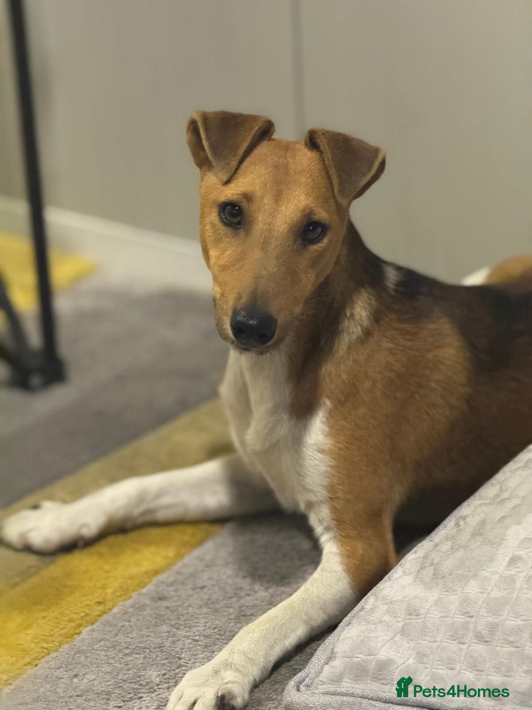 Fox Terrier dogs for adoption: Beautiful Rusty needs a home - Image 1