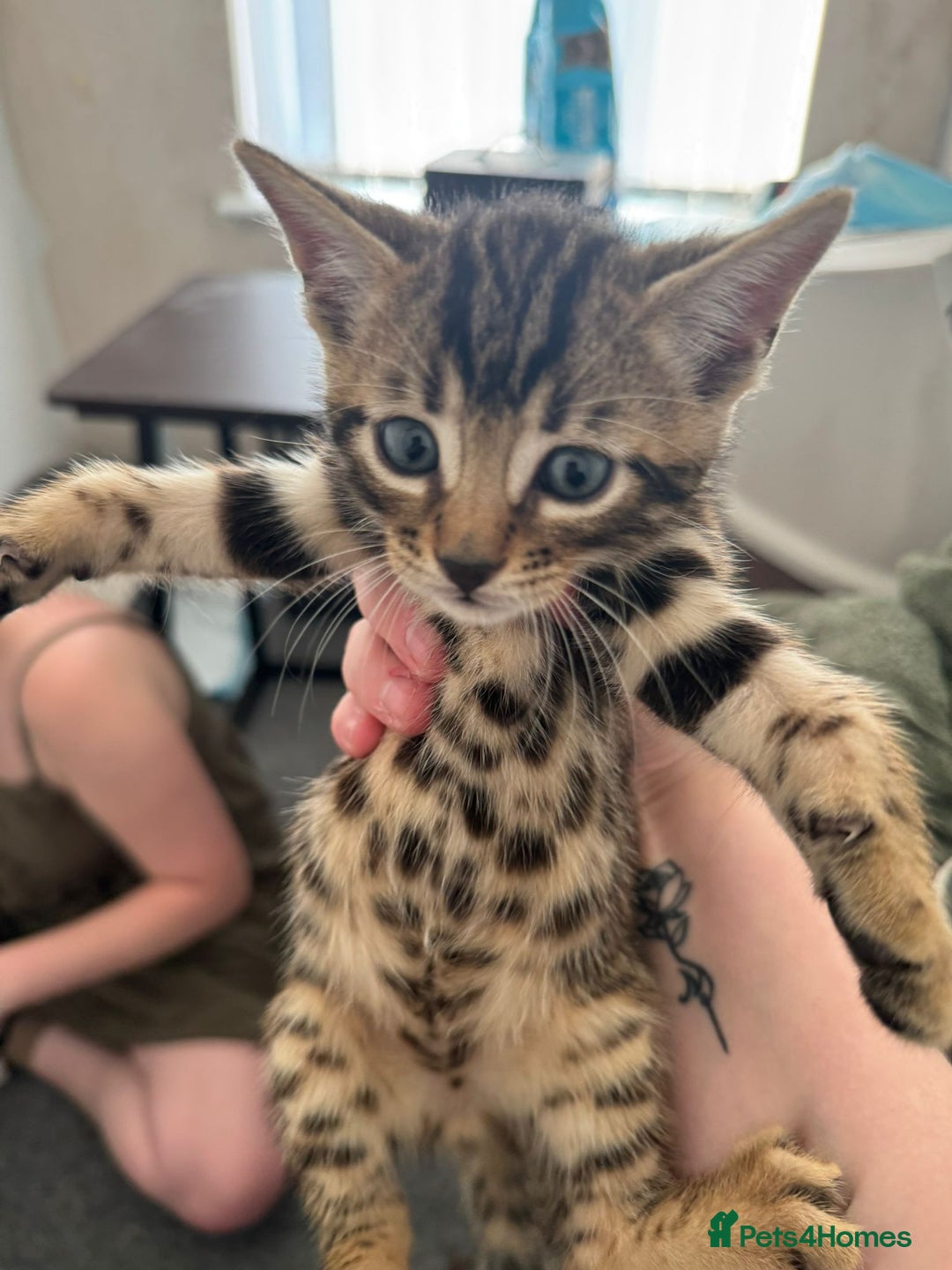 Bengal cats for sale: Beautiful Bengal mixed kittens - Image 25
