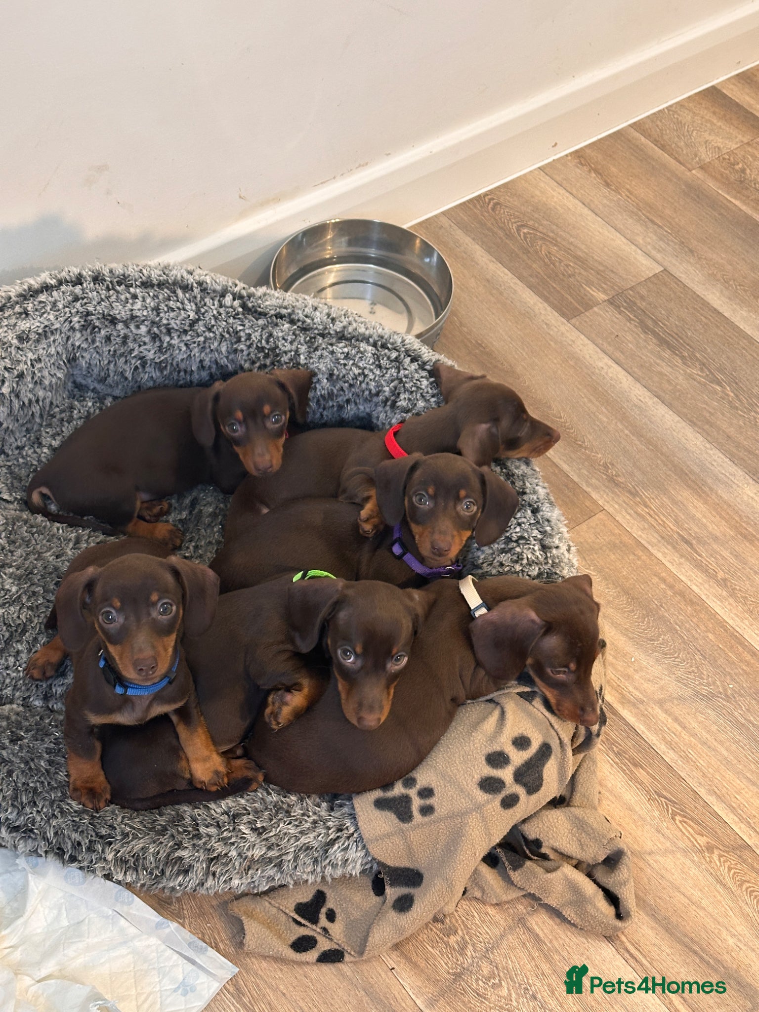 Miniature Dachshund dogs KC REGISTERED MINIATURE DACHSHUNDS - Advert 2