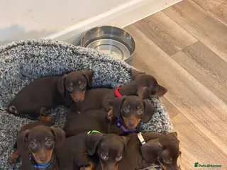 Miniature Dachshund dogs KC REGISTERED MINIATURE DACHSHUNDS - Advert 2