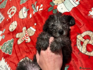 Mixed Breed dogs Bedlington Whippet - Advert 1