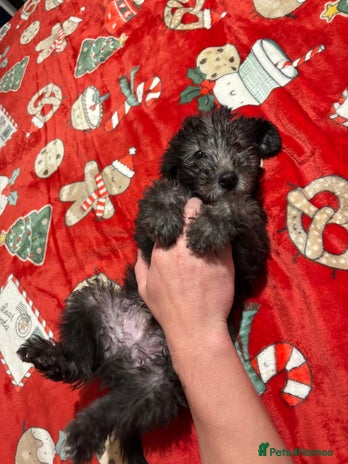 Mixed Breed dogs Bedlington Whippet - Advert 1