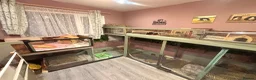 Guinea Pig rodents for sale: Guinea pig boarding in Herne bay - Advert 11