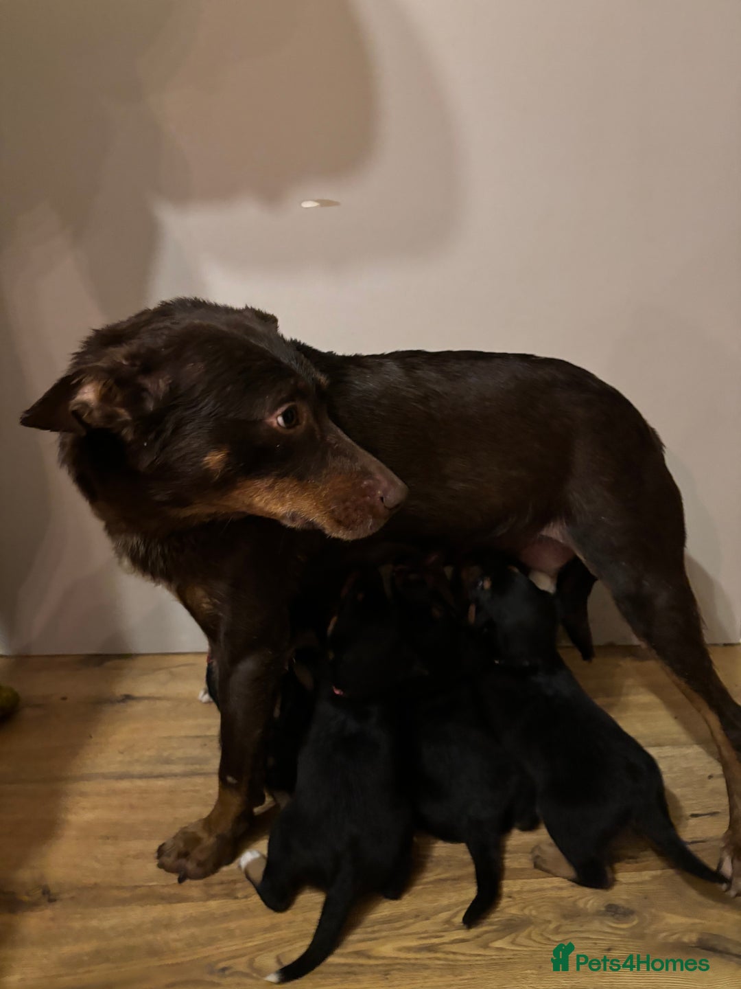 Border Collie dogs for sale: Puppies for sale  - Advert 11