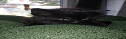 Mixed Breed cats for sale: Kittens Ready for new homes - Advert 12
