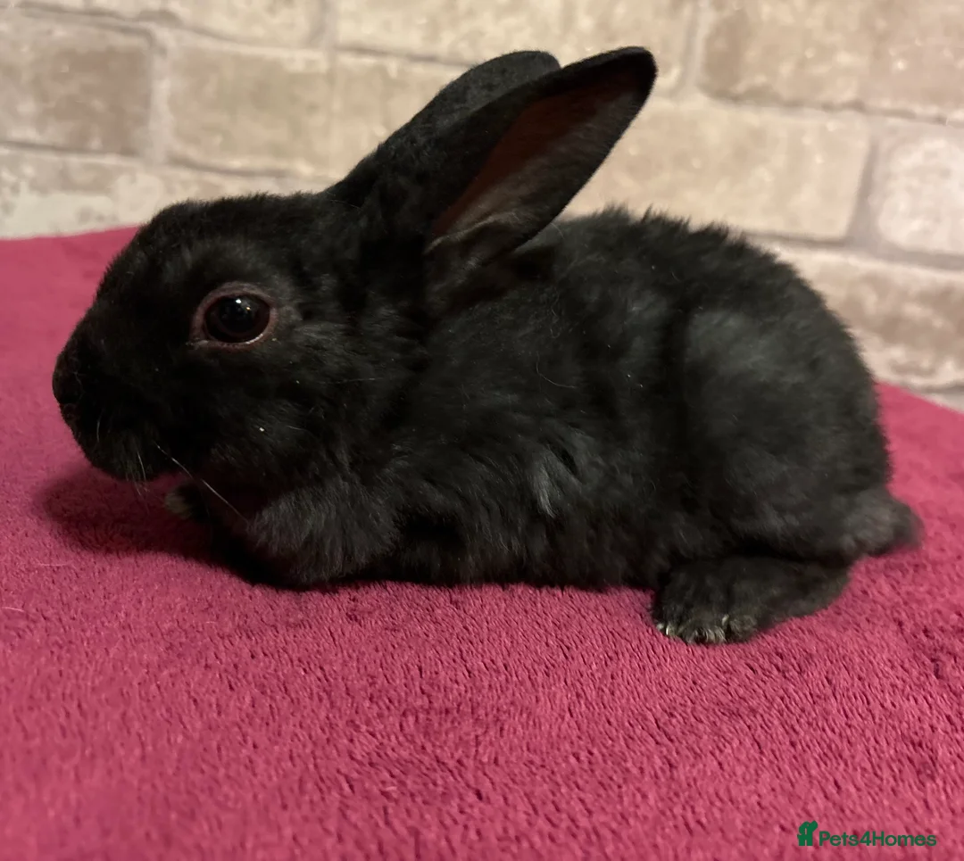 Mini Lop rabbits for sale: Mini Rex and mini lops - Advert 1