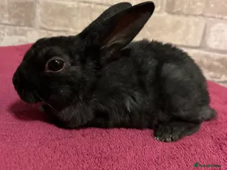 Mini Lop rabbits Mini Rex and mini lops - Advert 2