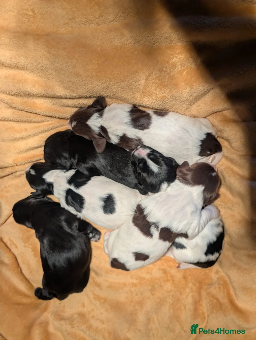 Sprocker dogs for sale: Beautiful F1 Sprocker Puppies - Advert 1