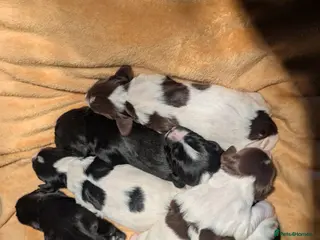 Sprocker dogs Beautiful F1 Sprocker Puppies - Advert 13