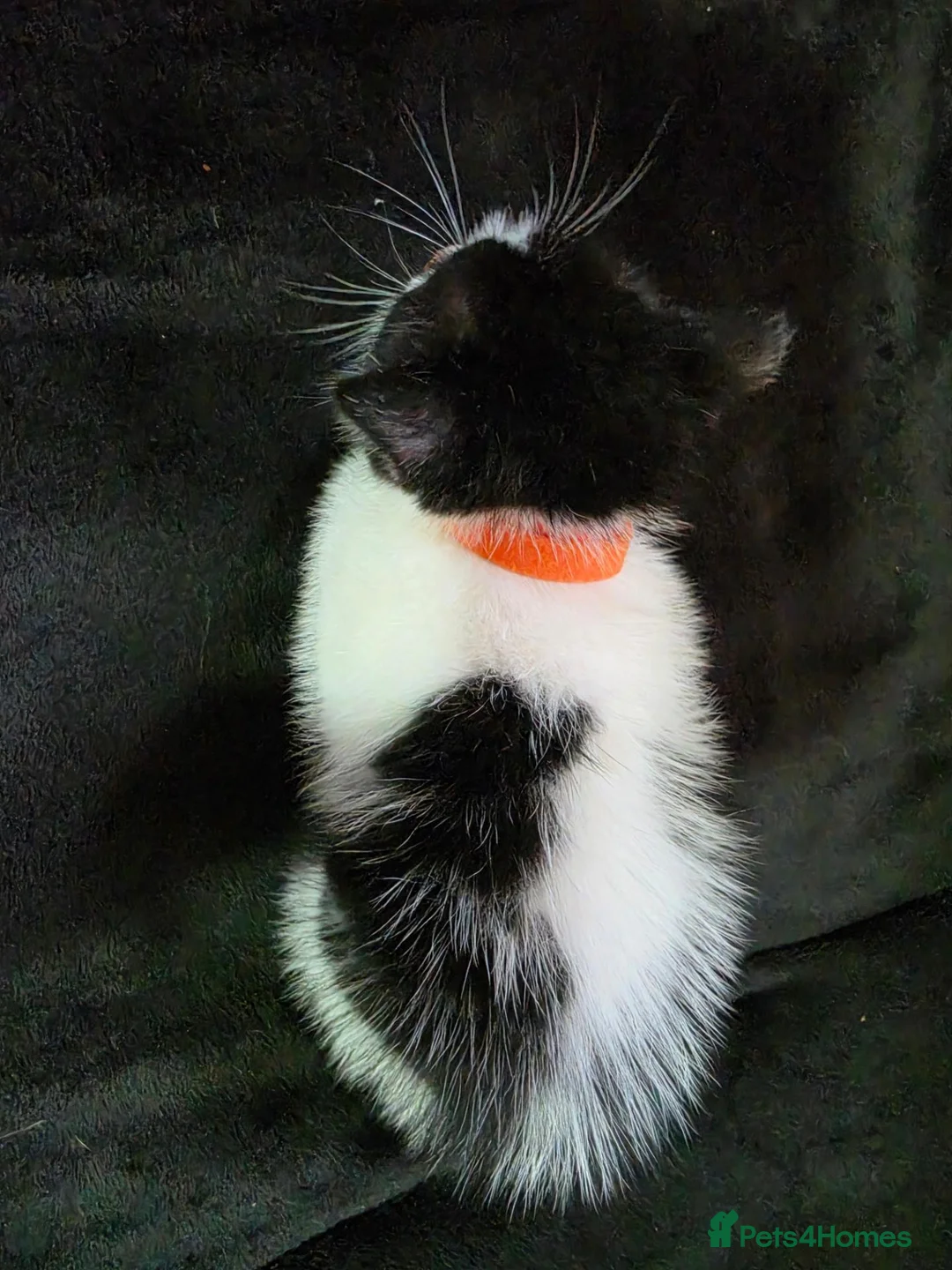Mixed Breed cats for sale: Boy kitten 10 weeks - Advert 4