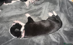 Mixed Breed dogs for sale: 8 beautiful pups for sale - Image 7