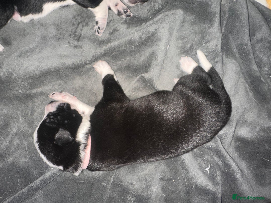 Mixed Breed dogs for sale: 8 beautiful pups for sale - Image 7