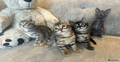 Bengal cats - Advert 13
