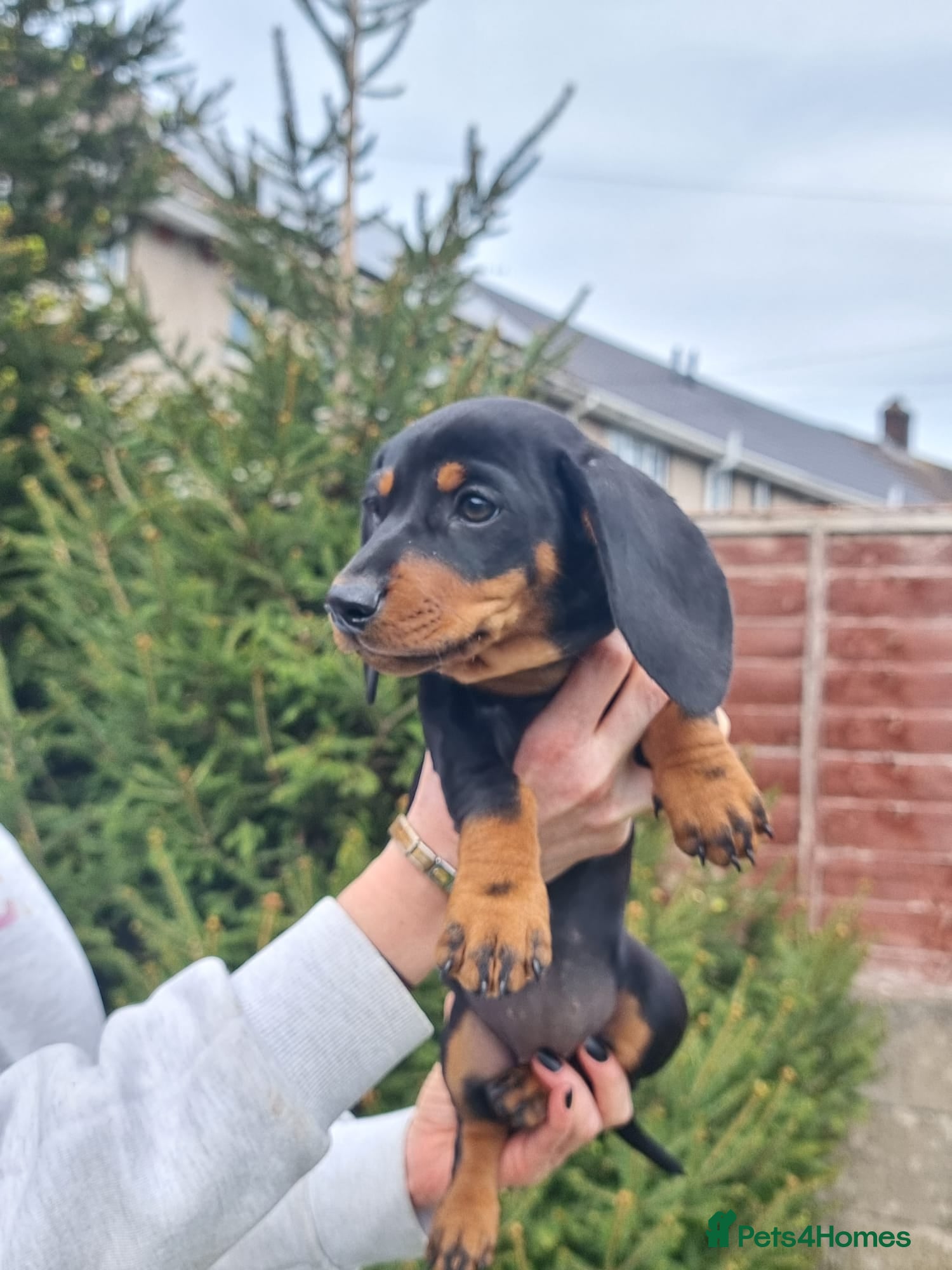 Dachshund dogs for sale: Standard dachshund  - Advert 18