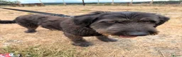 Mixed Breed dogs for sale: German shepherd cross - Advert 6