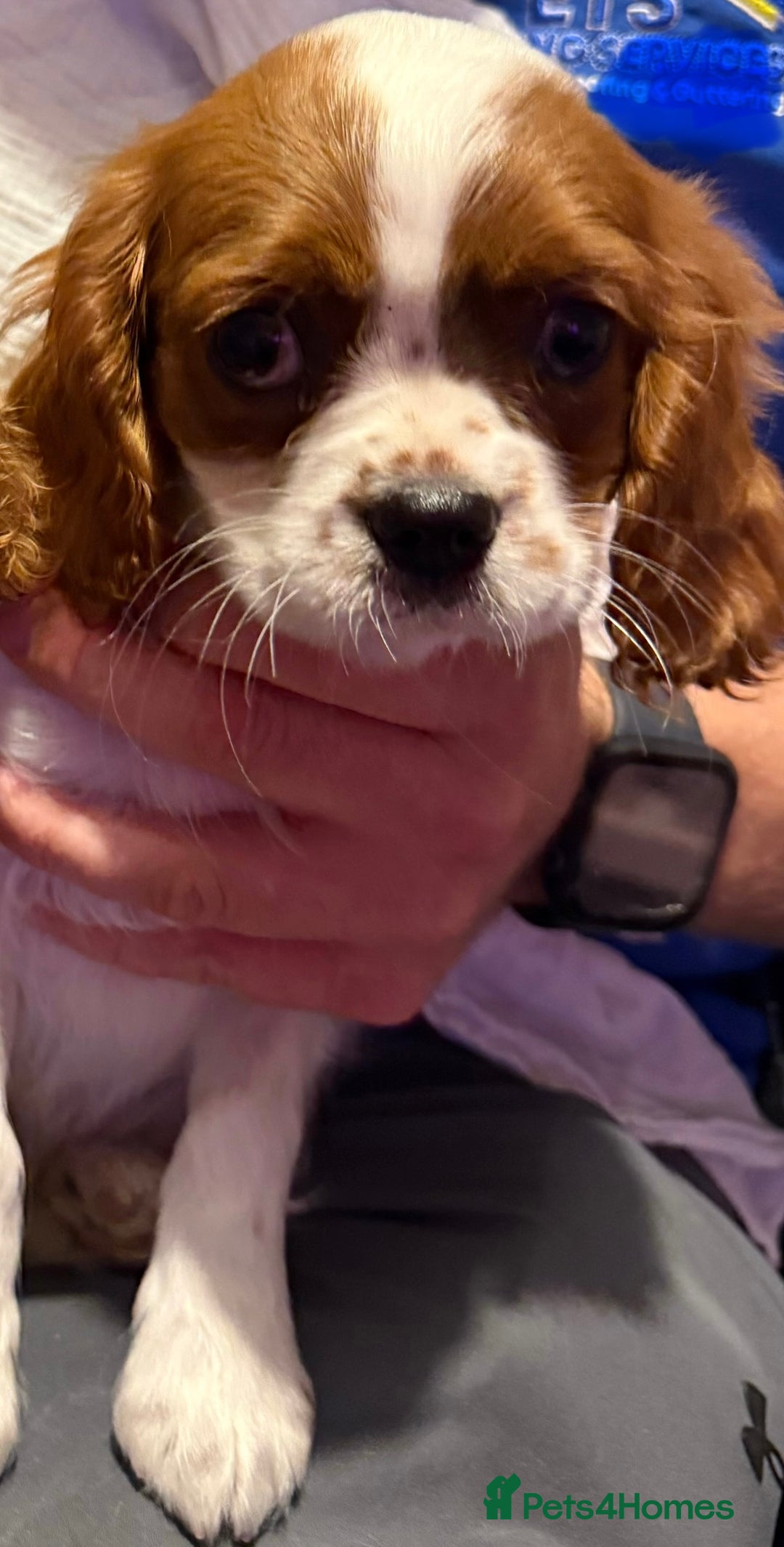 Cavalier King Charles Spaniel dogs for sale: ADORABLE HEALTH CLEAR CAVALIER KING CHARLES  - Advert 7