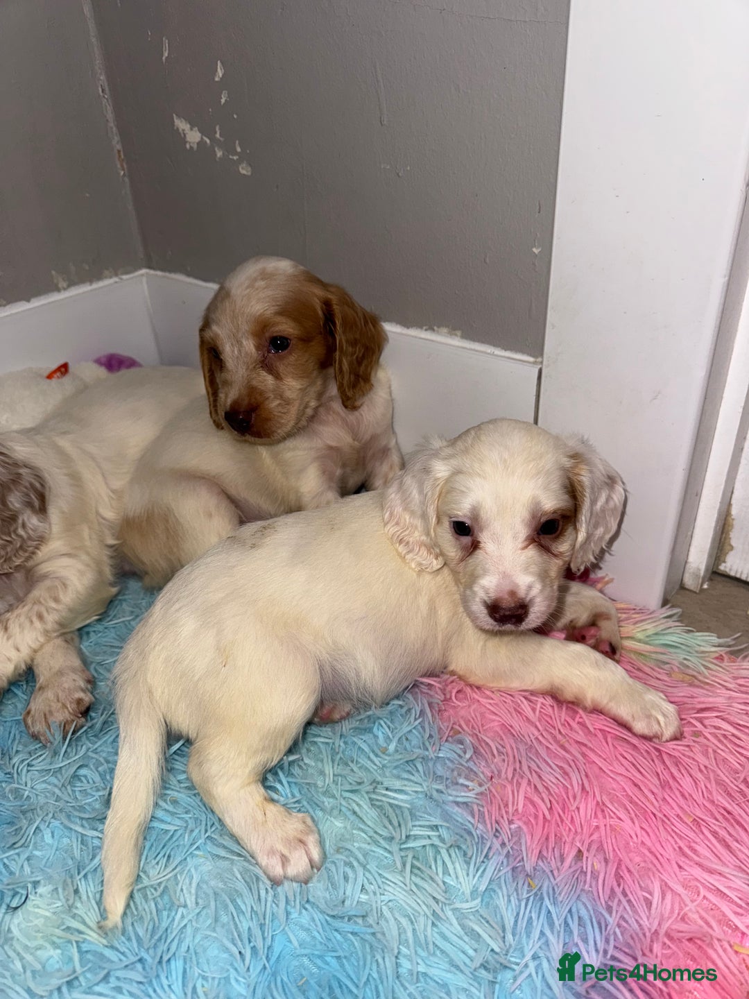 Cocker Spaniel dogs for sale: Cocker spaniel puppies  - Image 5