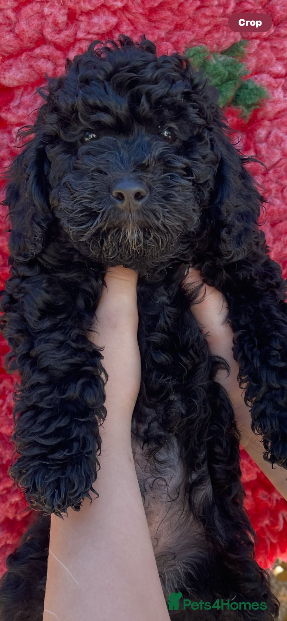 Labradoodle dogs  Sweet Miniature Labradoodle puppies for sale  - Advert 2