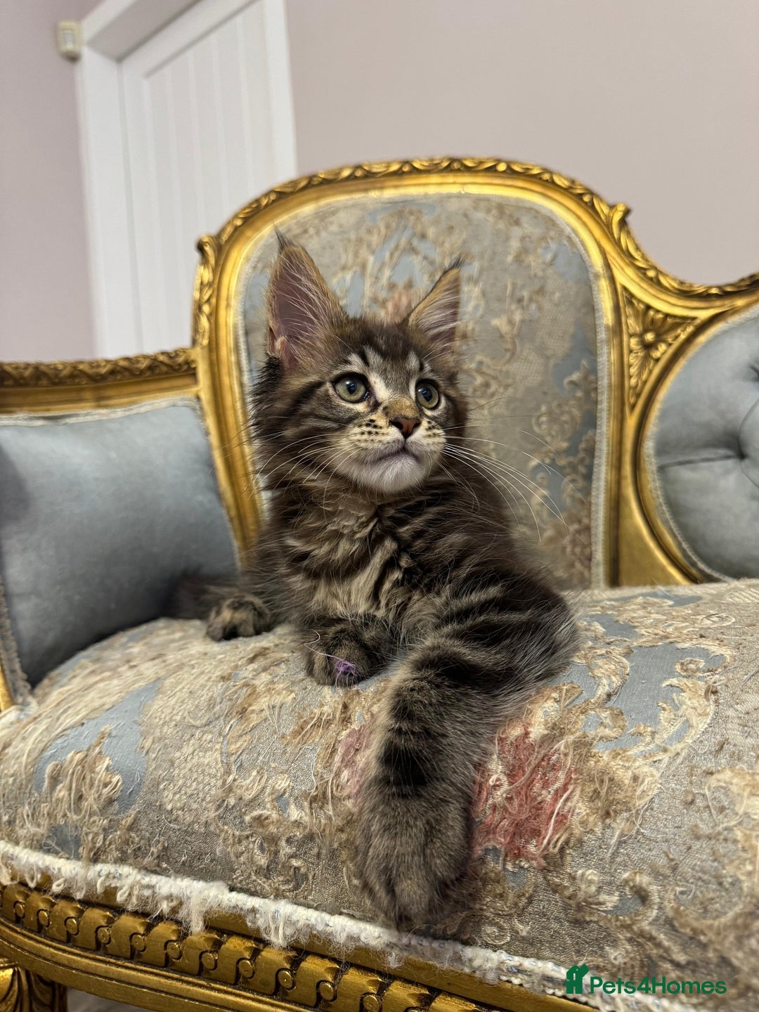 Maine Coon cats for sale: Maine Coon Kittens 🏆 20+ gen 🧬 pedigree 🎄🎄🎄 - Advert 23
