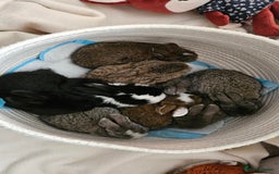 Mini Lop rabbits for sale: Adorable Baby Minilops Mixed - Image 20