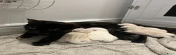 Mixed Breed cats for sale: 7 week old kittens!  in Royston - Advert 10