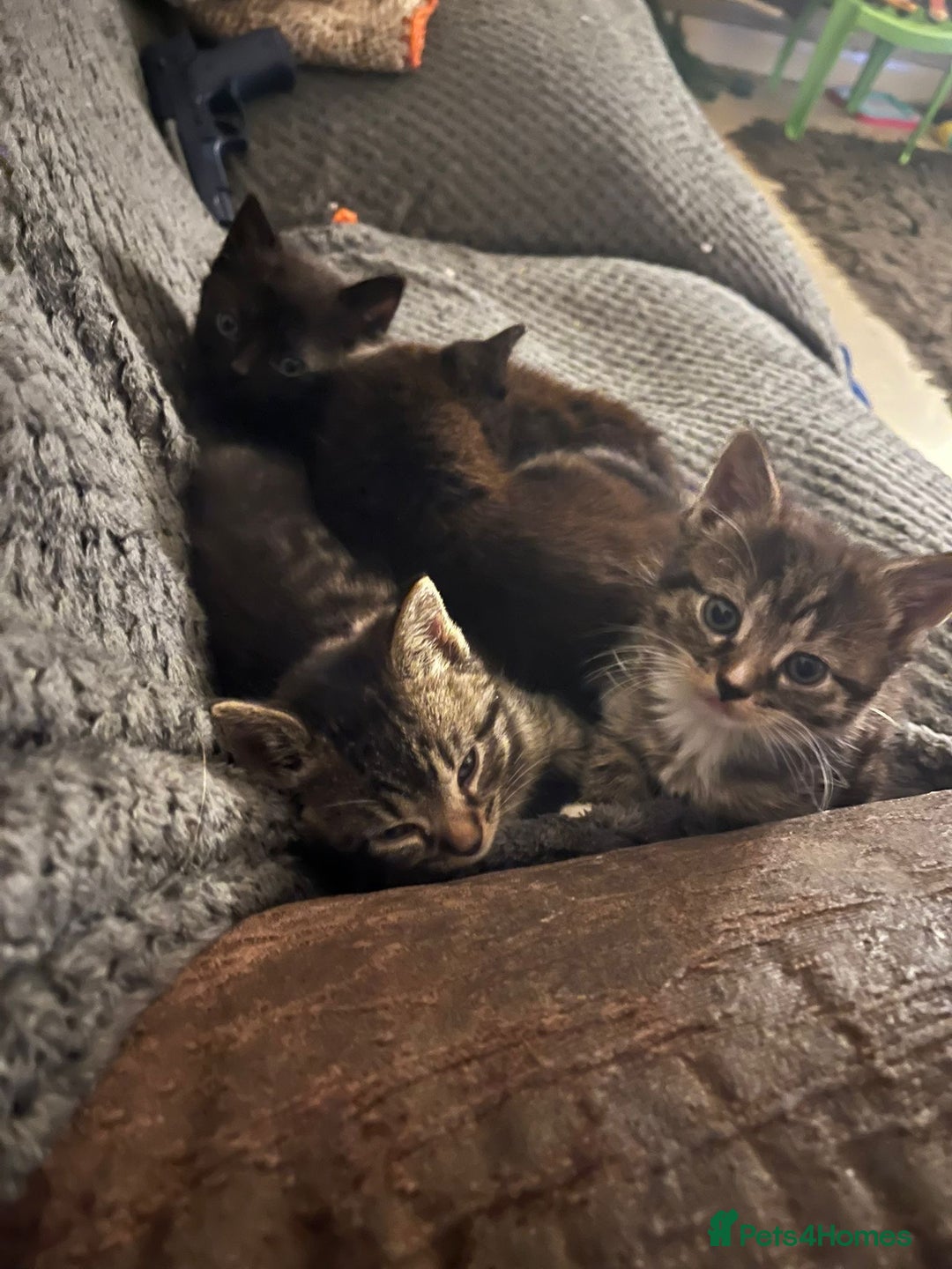 Mixed Breed cats for sale: Beautiful loving kittens - Advert 2