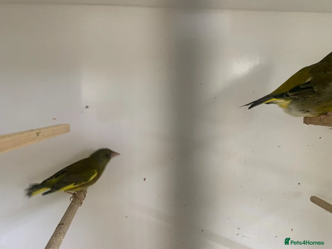 Finches birds for sale: Green finches - Advert 2