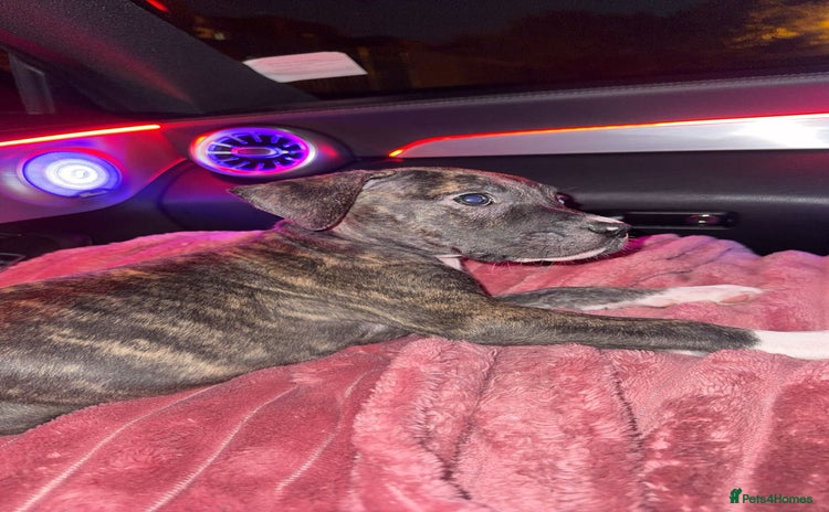 Presa Canario dogs - Advert 6