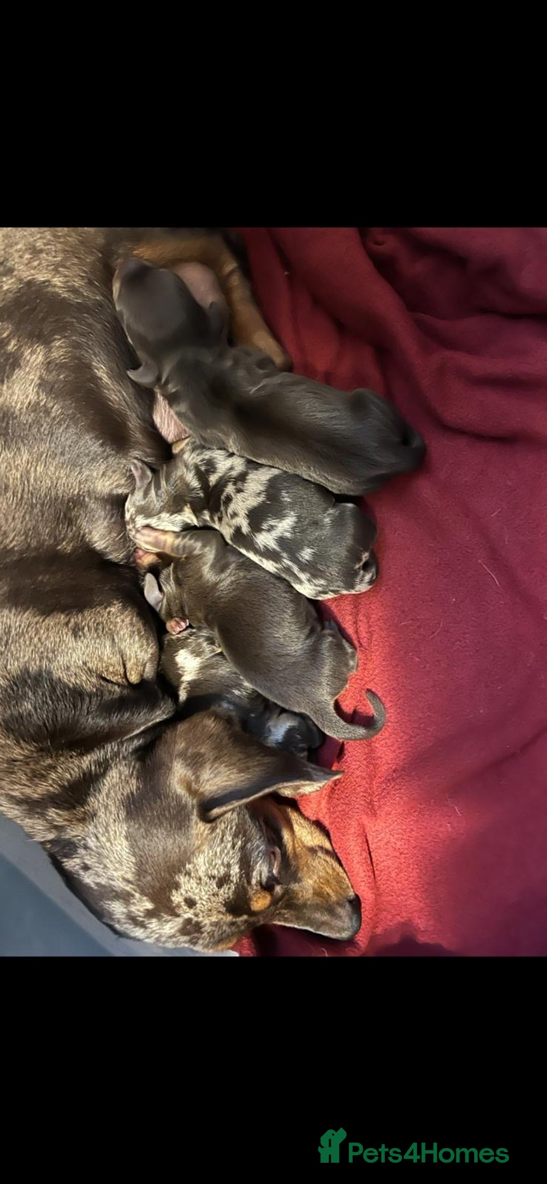 Dachshund dogs for sale: 4 gorgeous puppies for sale - Image 38