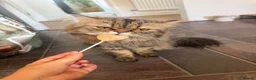 Persian cats for stud: Proven Persian Stud Cat  - Advert 13