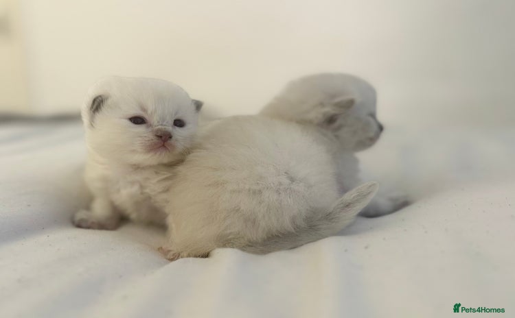 Ragdoll cats - Advert 1