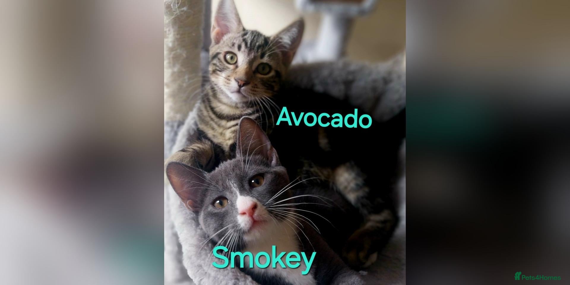 Mixed Breed cats Playful kittens looking for loving home - Advert 1