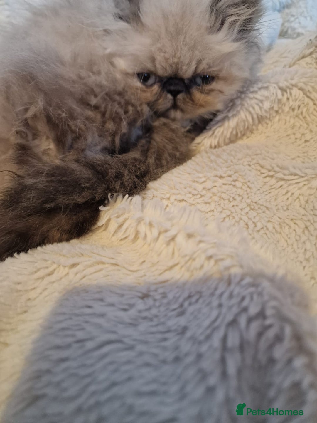 Persian cats for sale: Stunning Persian Kittens. - Advert 11