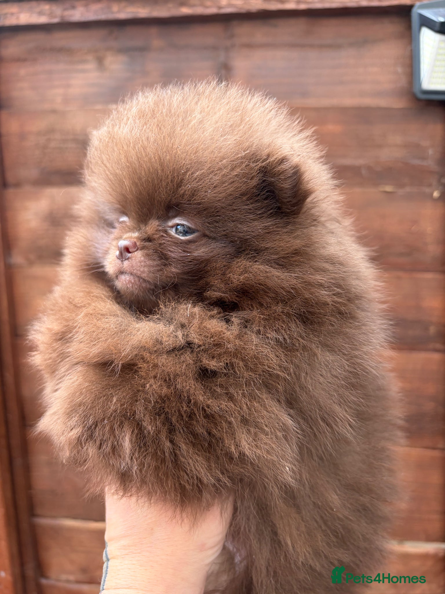 Pomeranian dogs Amazing Poms teddy bear🐻 1 left  - Advert 2