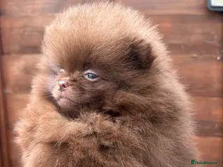 Pomeranian dogs Amazing Poms teddy bear🐻 1 left - Advert 2